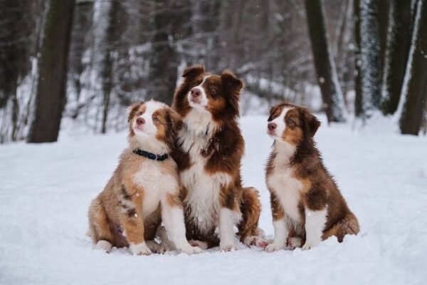 australian shepherd for sale