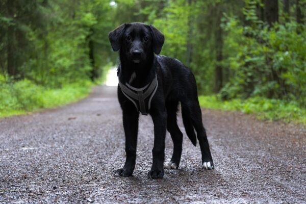 The Ultimate Guide to Choosing the Best Dog Treats
